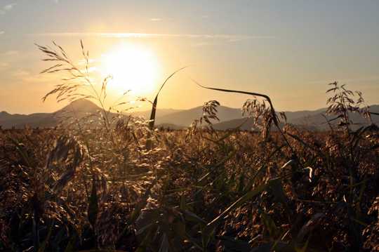 玉米地落日景色图片
