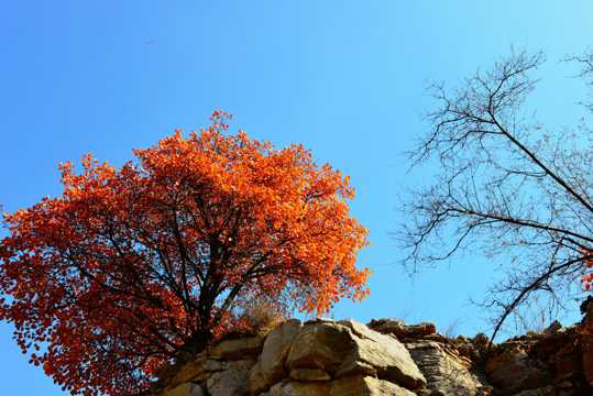山西陵川红叶景物图片