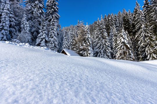 丛林积雪景象图片