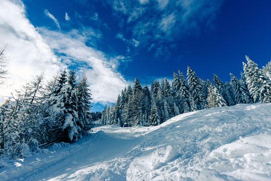 寒冬树林雪山景观图片