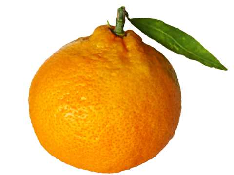 甘甜的柑橘特写图片