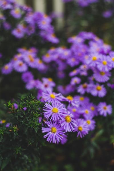 紫色的荷兰菊